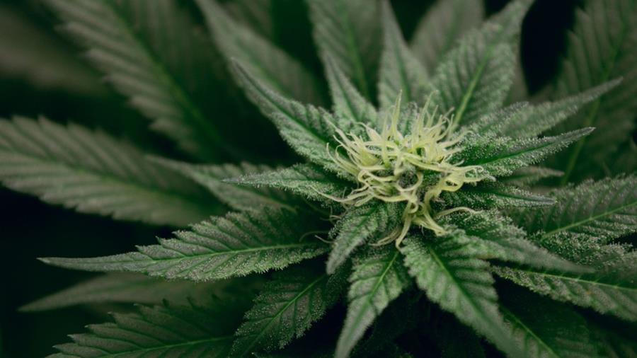 VS versoepelen regels voor medisch gebruik van marihuana