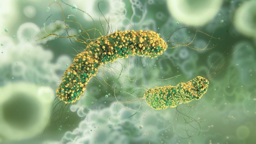 Les infections graves à la listériose pourraient augmenter en Europe